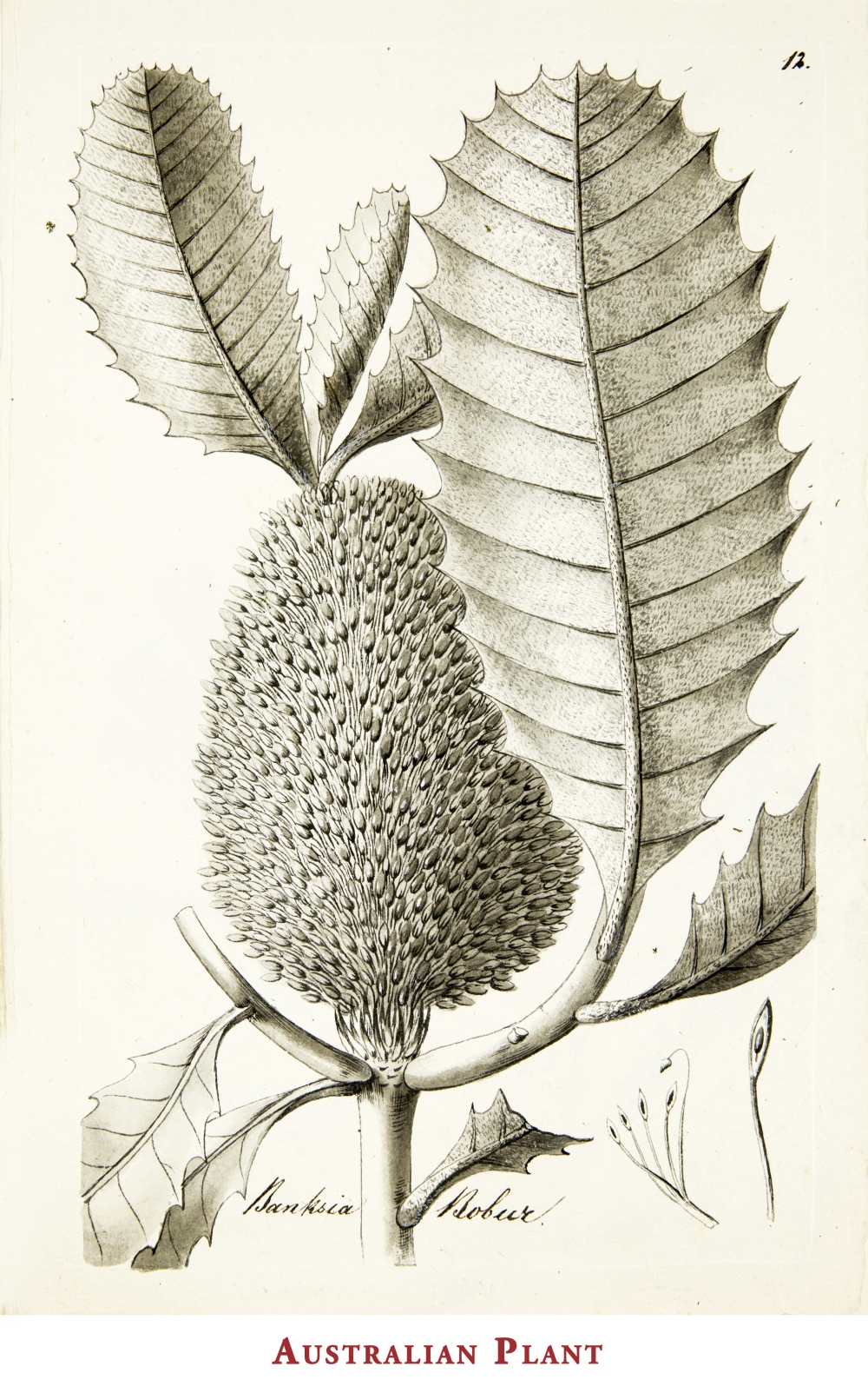 botanical plant drawings